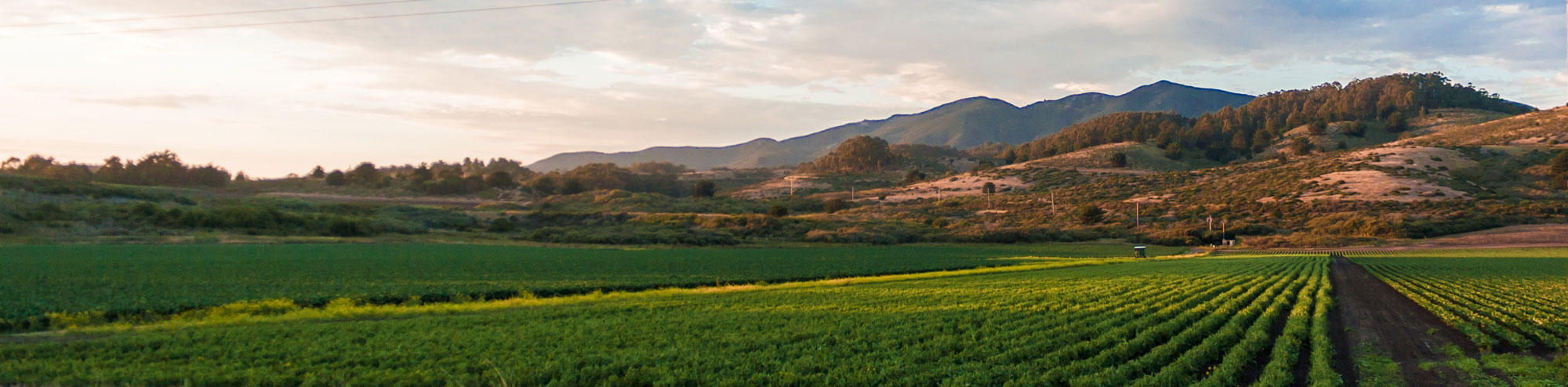 picture of mountains and crop field