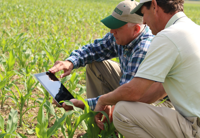 research picture of 2 men taking picture of a crop in the field