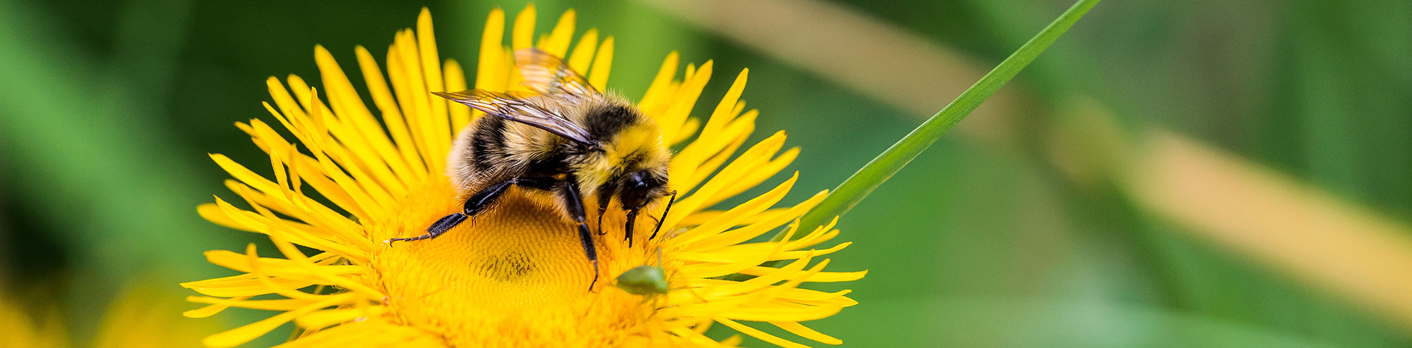 picture of bee on flower