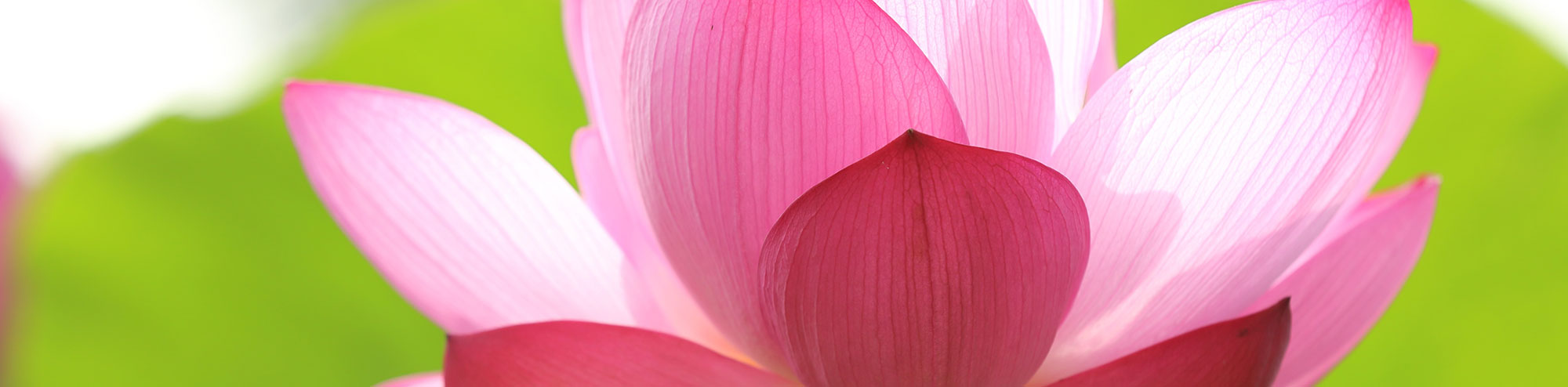 picture of a pink flower