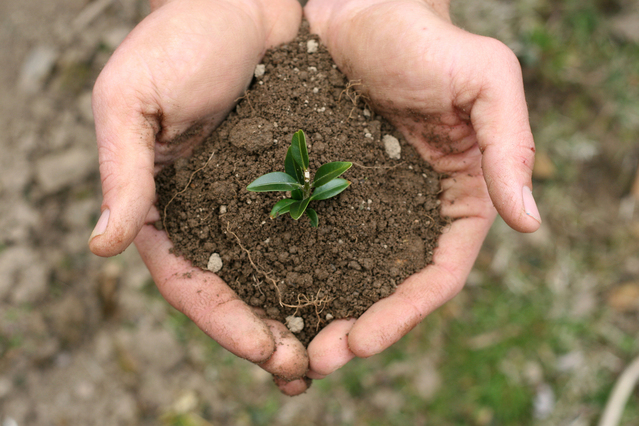 a person holding a plant in their palms