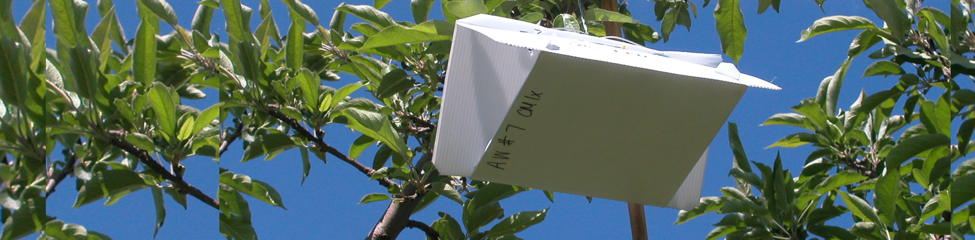 webpageimage picture of pheramone trap