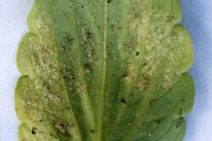 Pocked upper leaf of downy mildew infected pansy