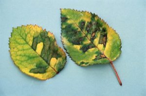 Mis-shapen rose leaf with green, yellow and brown areas between veins, symptomatic of rose downy mildew