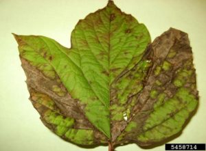 Viburnum leaf with dry brown areas symptomatic of viburnum downy mildew