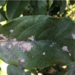 Leaf with spots caused by algae