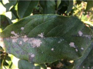 Leaf with spots caused by algae