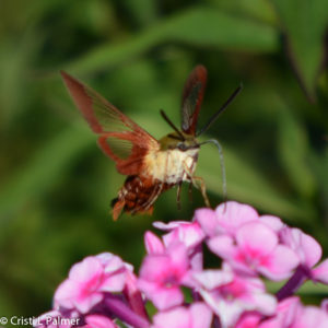 humming bird hawk moth