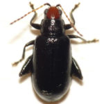 RedHeadedFleaBeetle_JCJones2011_BugGuide Red headed flea beetle