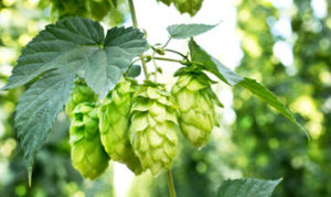 Hops in bloom