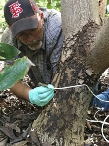 avocado tree with man inserting injection equipment into lower trunk