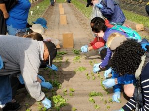 workers sticking cuttings into field at Syngenta Flowers