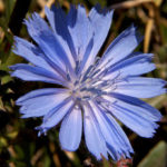 Closeup of chicory flower