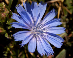 Closeup of chicory flower