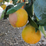 oranges on tree with large splotch of disease