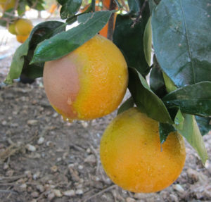 oranges on tree with large splotch of disease