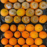 Comparison of infected versus healthy oranges