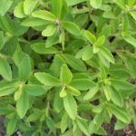 Stevia plant