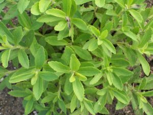 Stevia plant