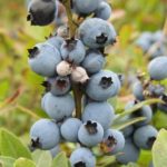 Mummy berry disease on fully developed blueberry fruit