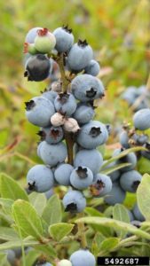 Mummy berry disease on fully developed blueberry fruit