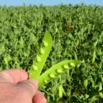 Open legume pod showing seeds