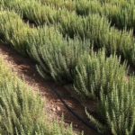 Rosemary growing in field