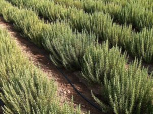 Rosemary growing in field