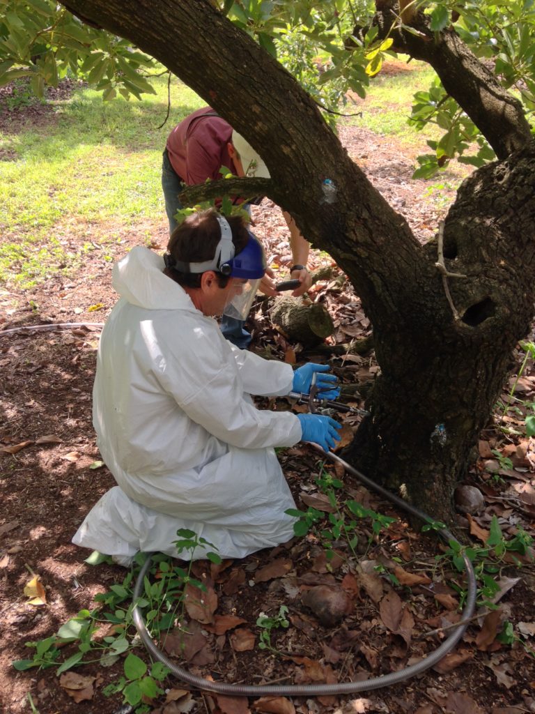 Avocado Tree Injection Avocado growers and IR-4 look to lock-down laurel wilt – IR-4 Project