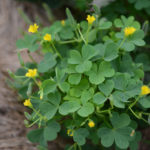 oxalis stricta, a weed