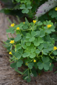 oxalis stricta, a weed