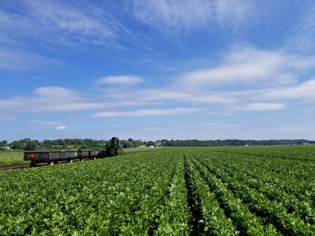 IR4 Project helps to expand herbicide options for U.S. and Canadian