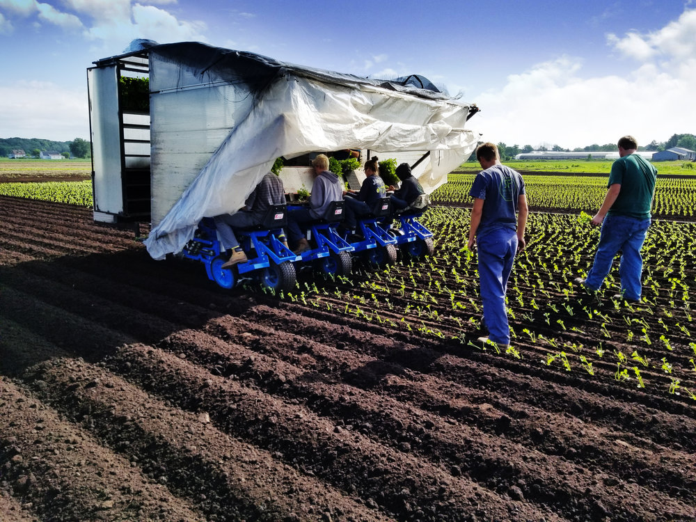 IR4 Project helps to expand herbicide options for U.S. and Canadian