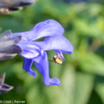 pollinator on salvia flower