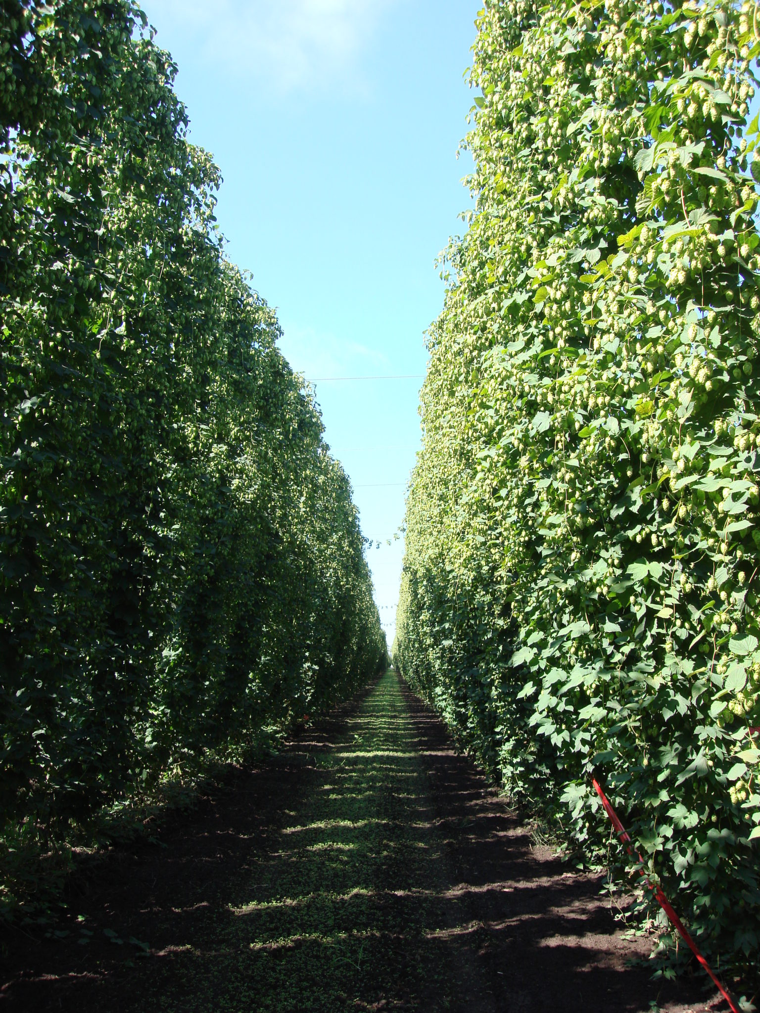 More Options for Hops Growers Thanks to Flutianil IR4 Project