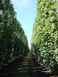 rows of hops plants growing upward toward the sky