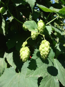 close up of hops bud