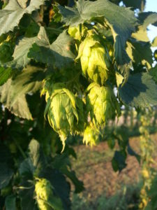 close up of hops buds