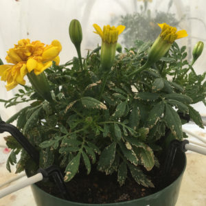 thrips damage on marigold leaves