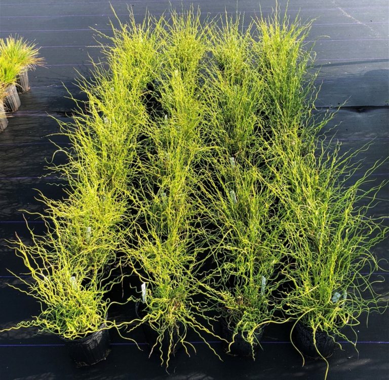 Isoxaben Crop Safety – 2020 – IR-4 Project