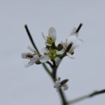 flower of hairy bittercress