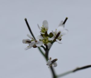 flower of hairy bittercress