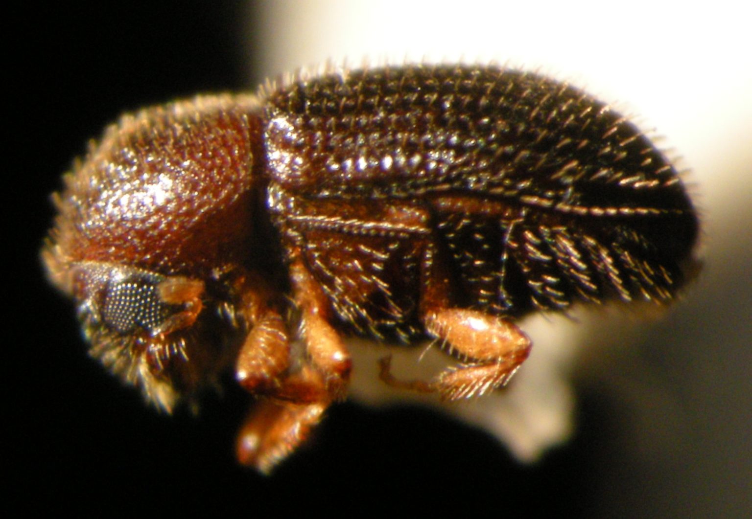 Growers and Researchers Collaborate to Control Coffee Berry Borer IR