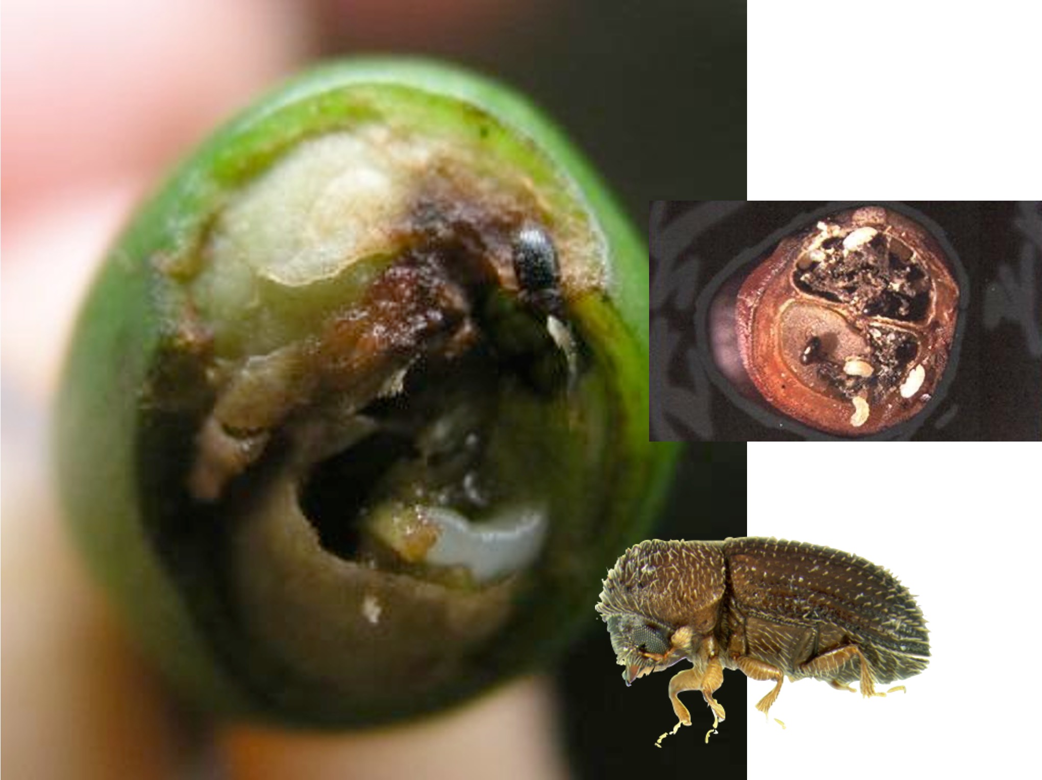 Growers and Researchers Collaborate to Control Coffee Berry Borer IR