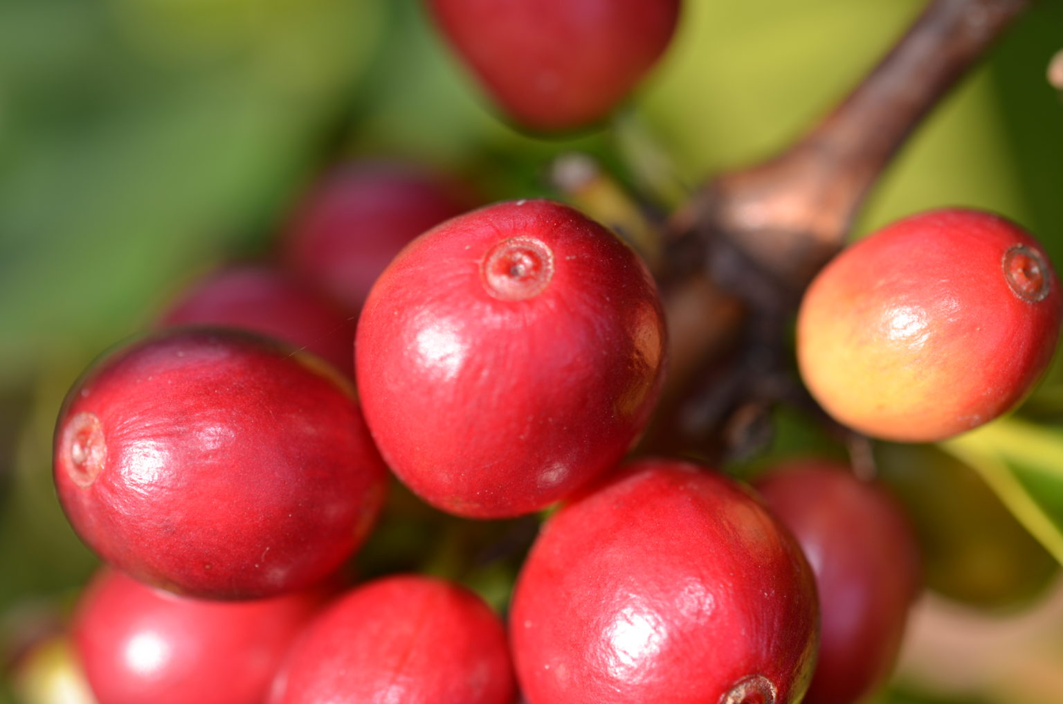 Growers and Researchers Collaborate to Control Coffee Berry Borer IR
