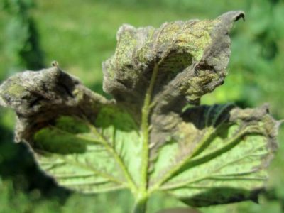hops pest mildew downy msu successes underside spore lesions pathogen masses