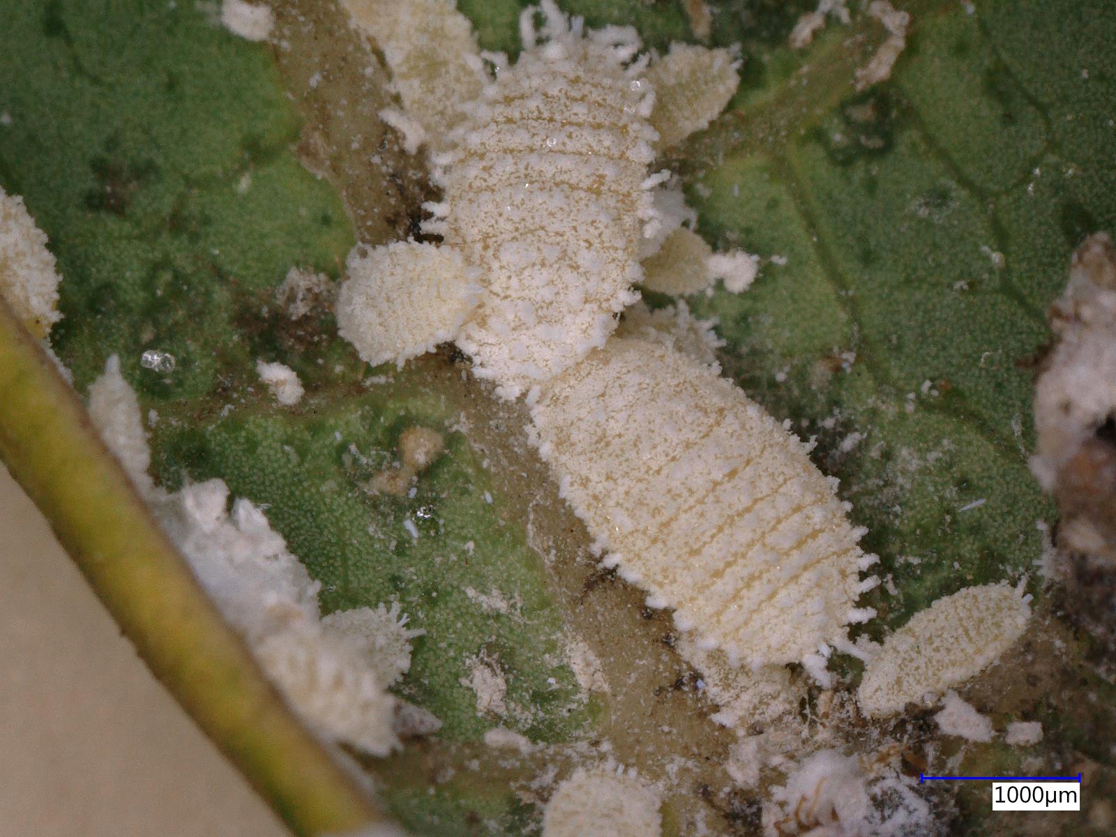 Papaya Growers Use Biologicals and Insecticides to Control Papaya