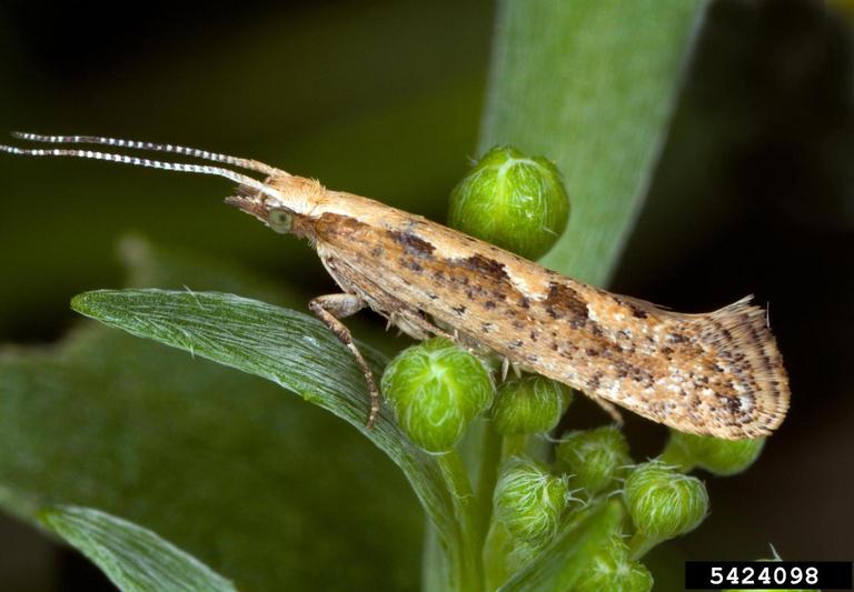 Diamondback moth sitting on plant