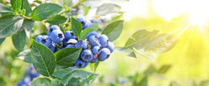 Blueberry plant