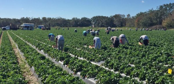 People attending to strawberry plants on a farm